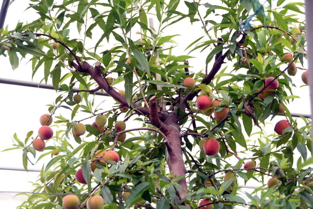 Türkiye'de yetişiyor Almanlar yiyor Türkler bakıyor. Kilo fiyatı ağızları açık bıraktı - Resim: 8